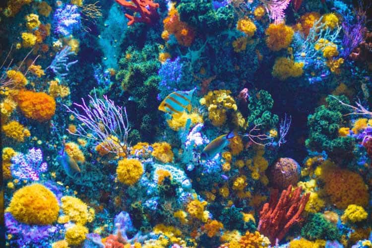 Aquarium filled with colorful coral, fish, and anemones in a dental office