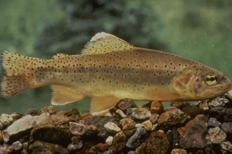 A side view of a golden Apache Trout with tiny black spots swimming above a mound of small rocks